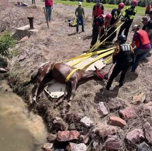 Firefighters Rescue Blind Horse from Canal: A Story of Teamwork and Compassion