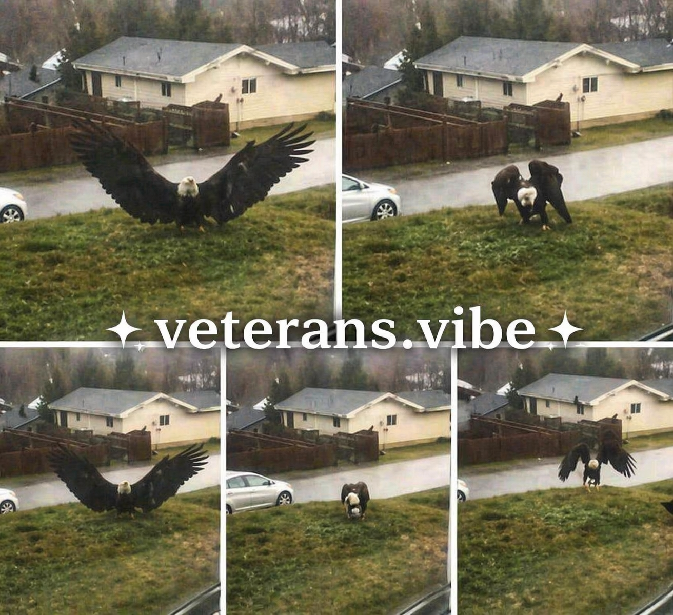 Unusual Large Bird Spotted in South Texas: A Closer Look at a Curious Wildlife Sighting