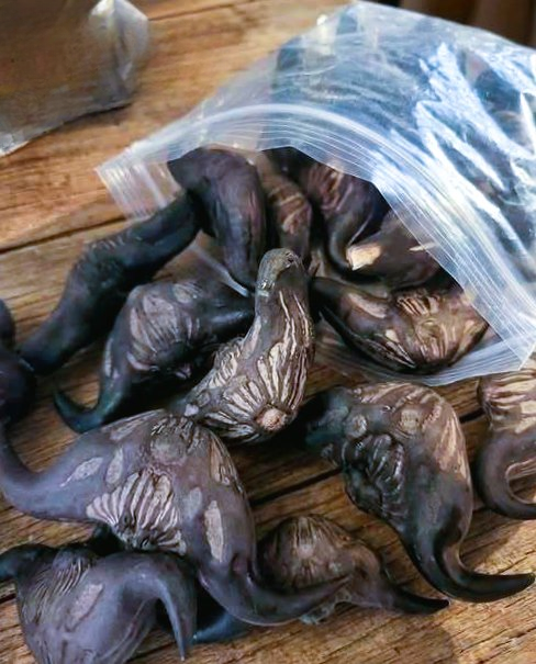 5 Critical Warning Signs a Wild Forest Root May Be Unsafe to Eat (Complete Foraging Safety Guide)