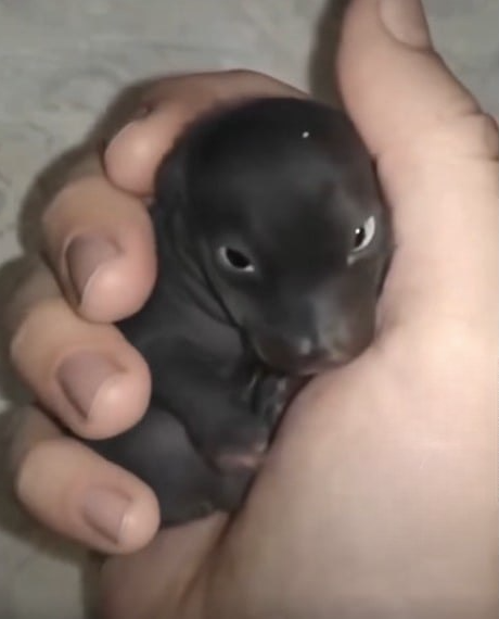 From Fragile Beginnings to Strength: The Quiet Journey of a Tiny Survivor