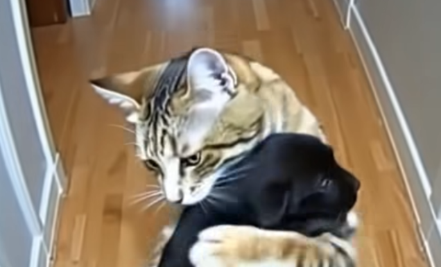 The Story of the Rescuing Tabby: How One Cat’s Instinct Led to a Surprising Investigation