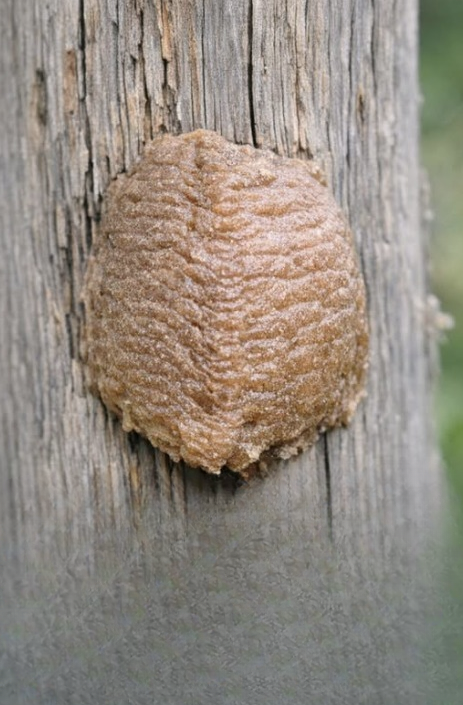Strange Foam-Like Structure on Your Fence? Here’s What It Really Is and Why You Should Leave It